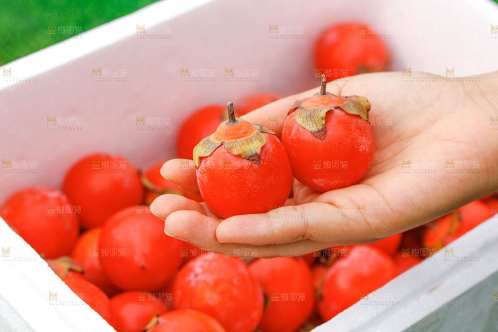 手里拿着蜜柿