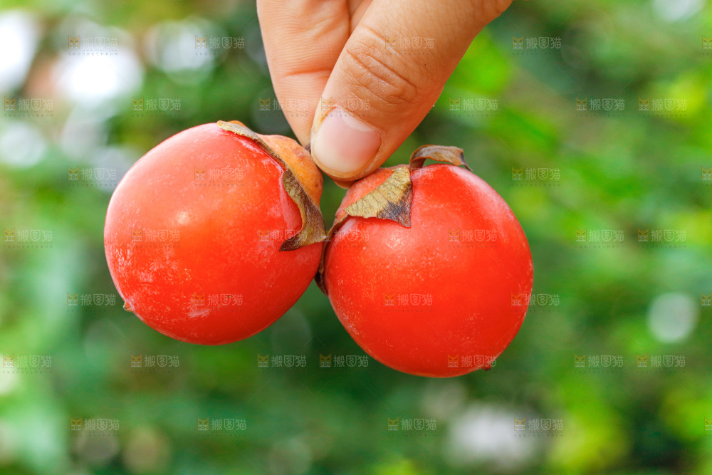 手里拿着蜜柿