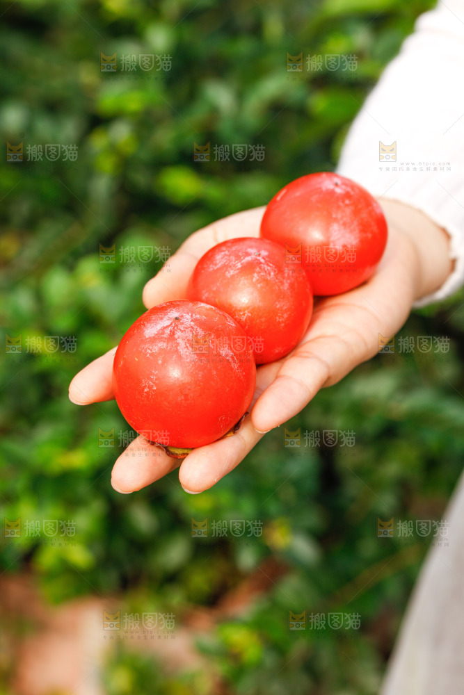 手里拿着蜜柿