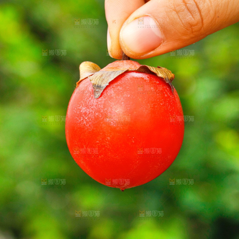 手里拿着蜜柿