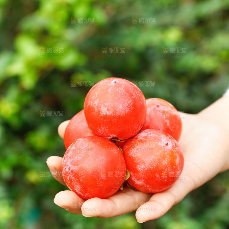 手里拿着蜜柿