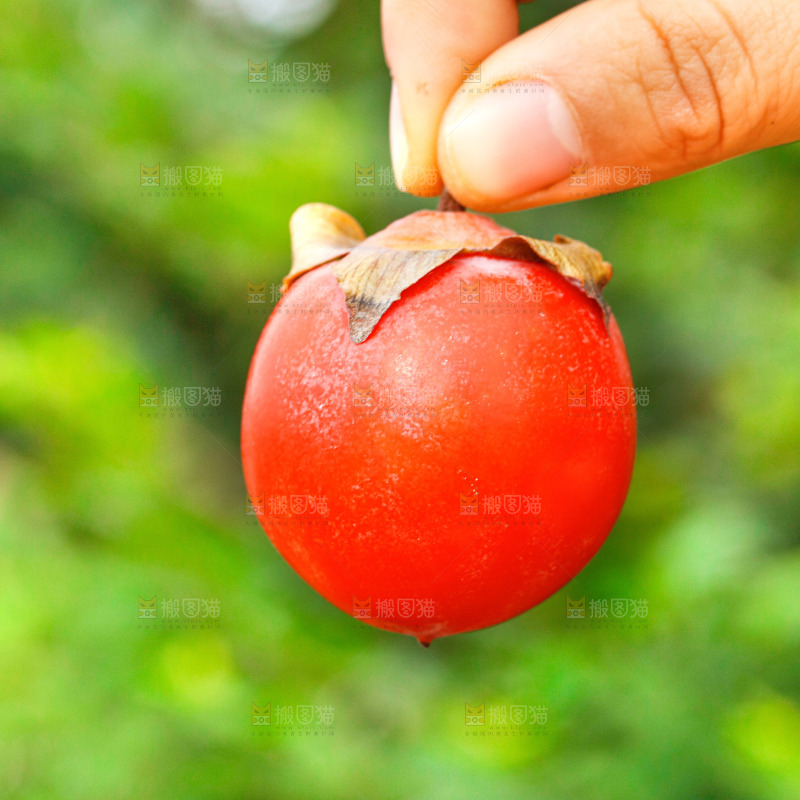 手里拿着蜜柿