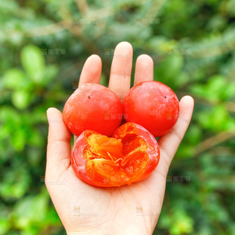 手里拿着蜜柿
