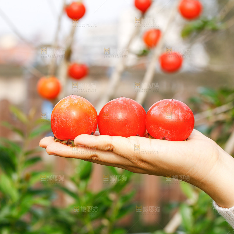 手里拿着蜜柿