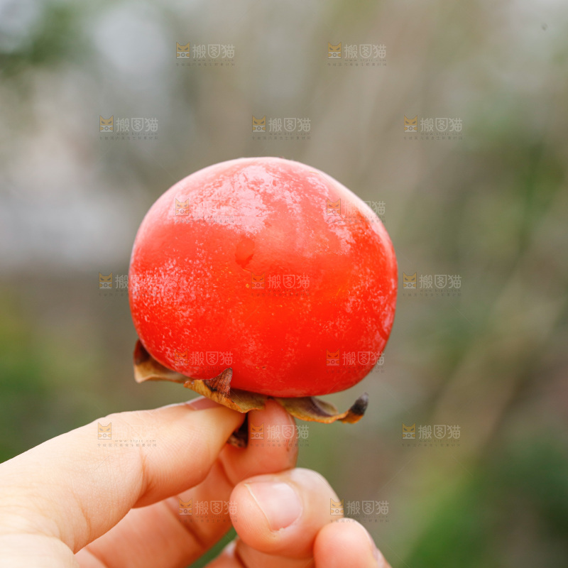 手里拿着蜜柿