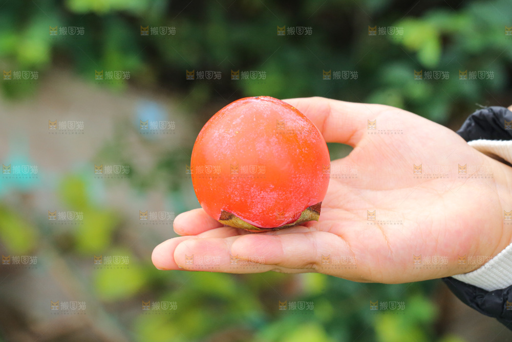 手里拿着珍珠蜜柿