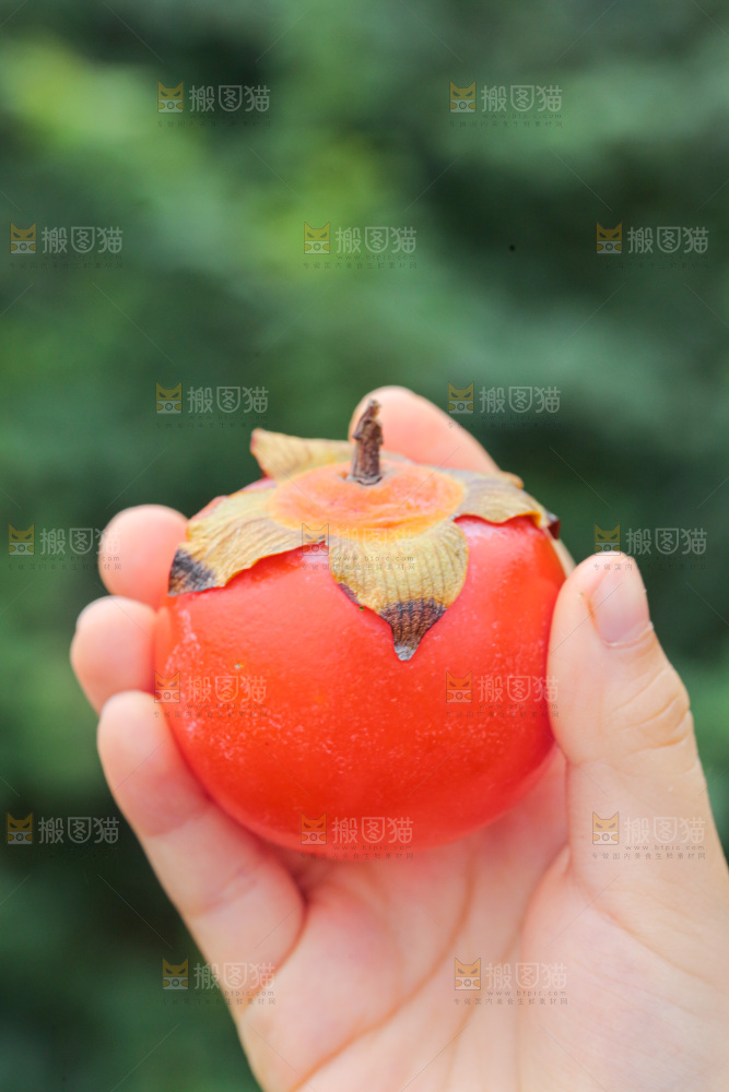手里拿着珍珠蜜柿