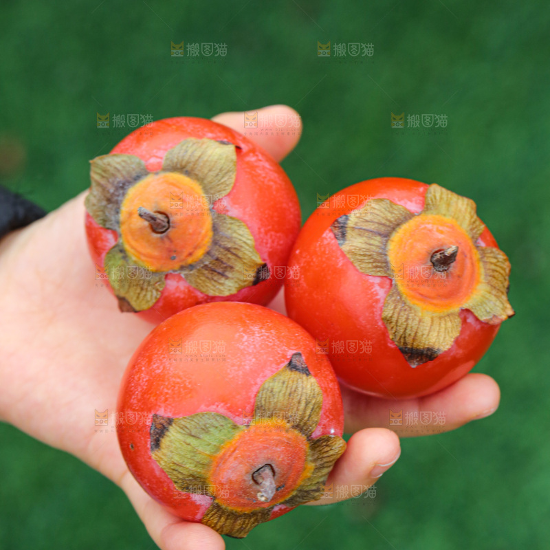 手里拿着珍珠蜜柿