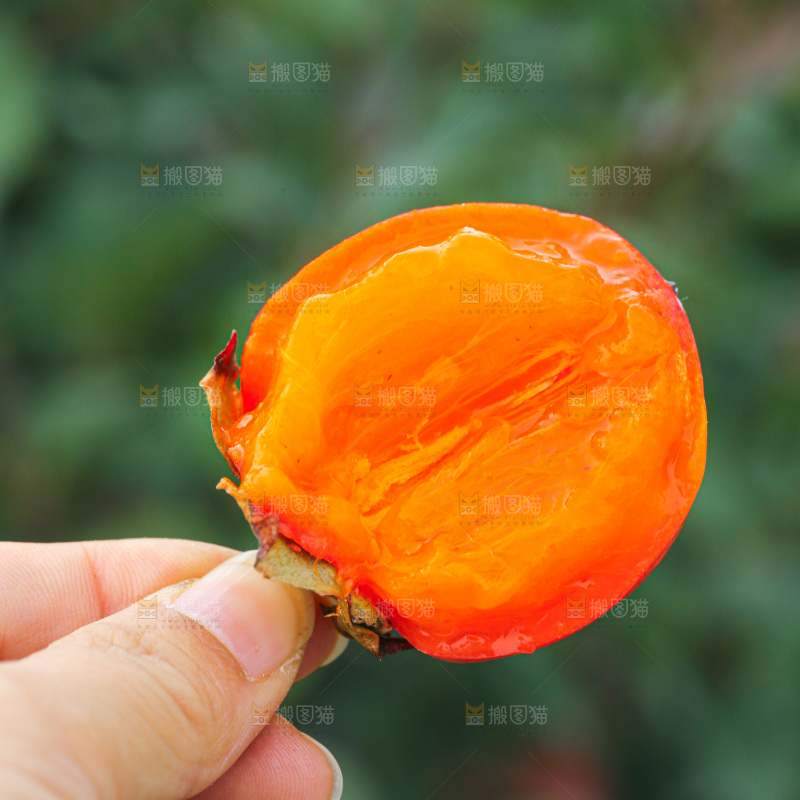 手里拿着珍珠蜜柿