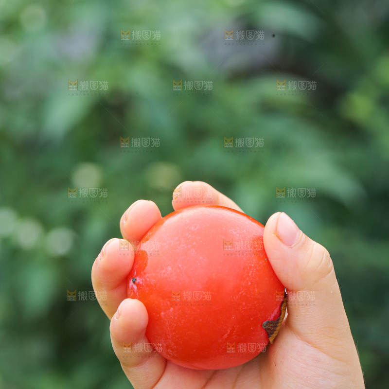 手里拿着珍珠蜜柿