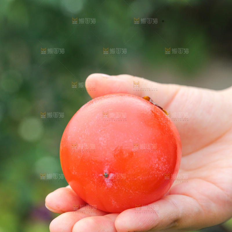 手里拿着珍珠蜜柿