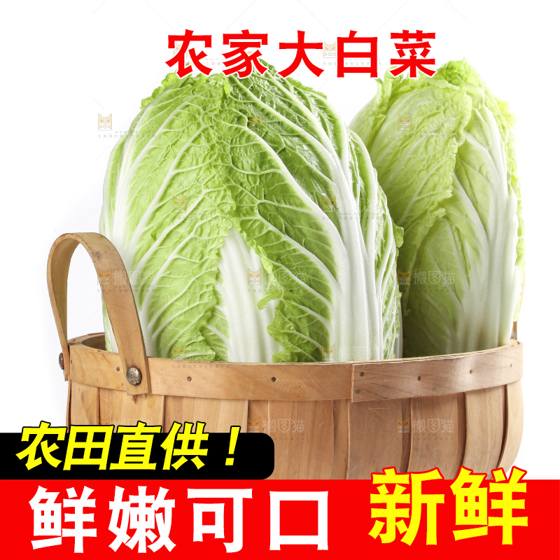 白底上的大白菜
