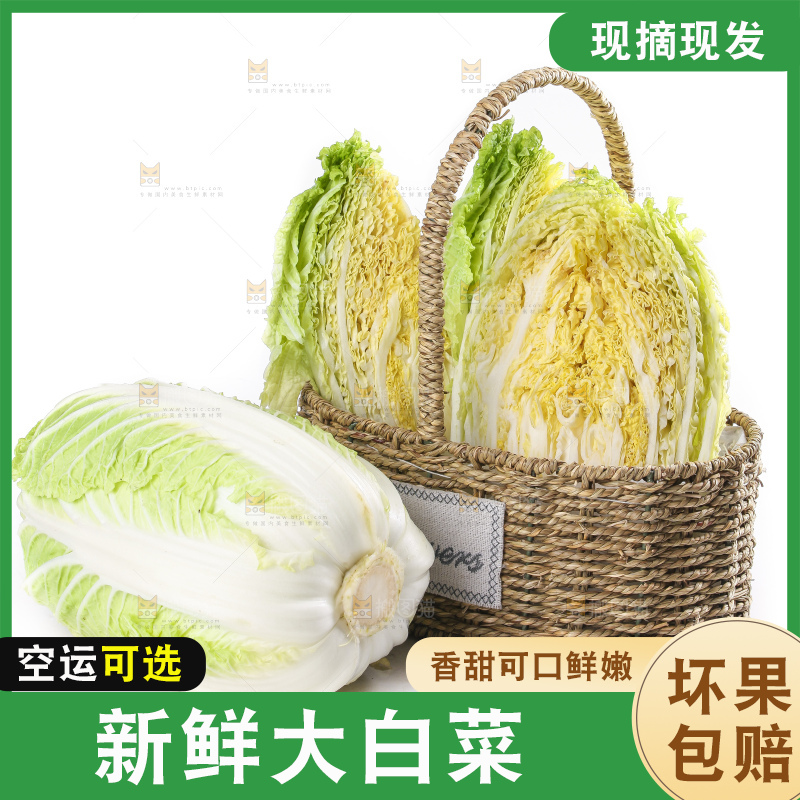 白底上的大白菜