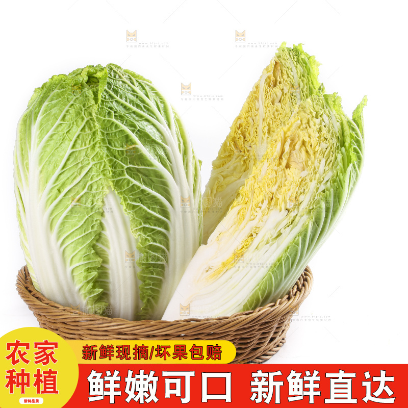 白底上的大白菜