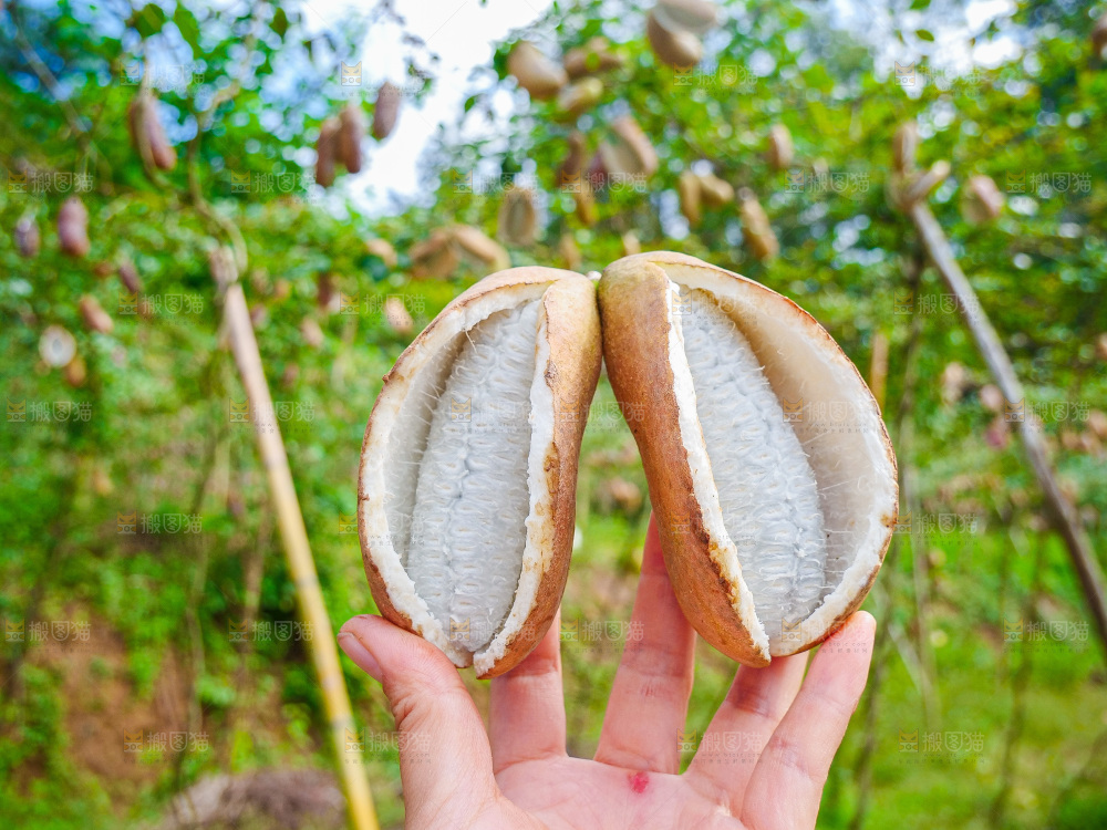 手里拿着现摘八月炸