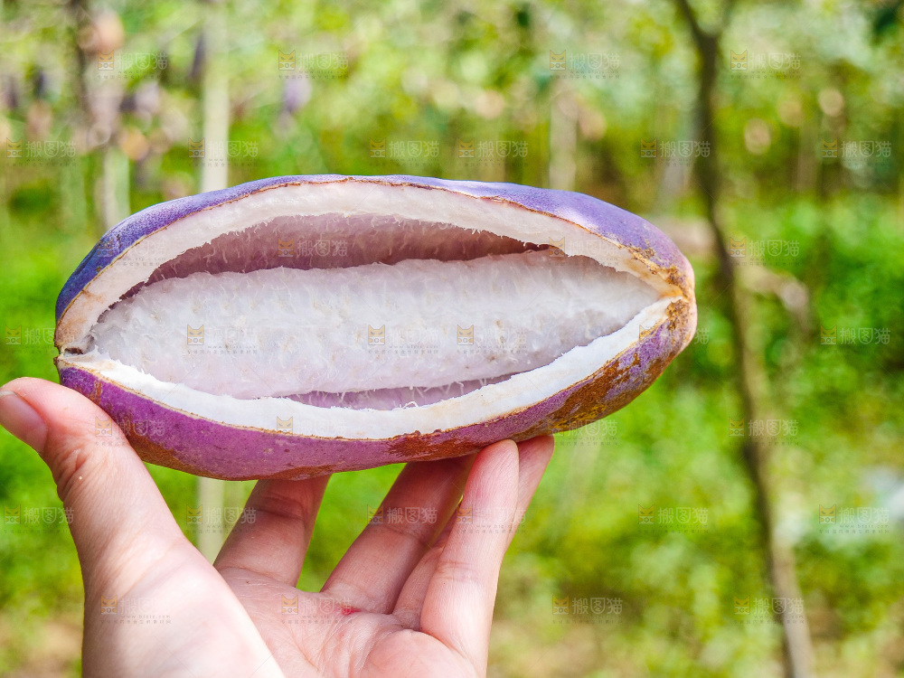 手里拿着现摘八月炸
