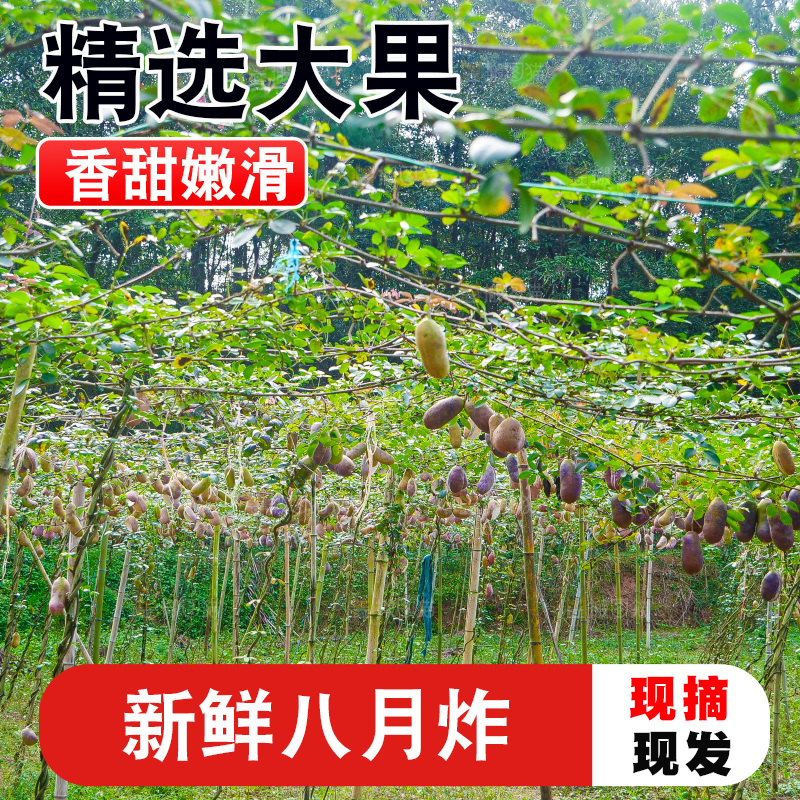 树上的新鲜八月瓜