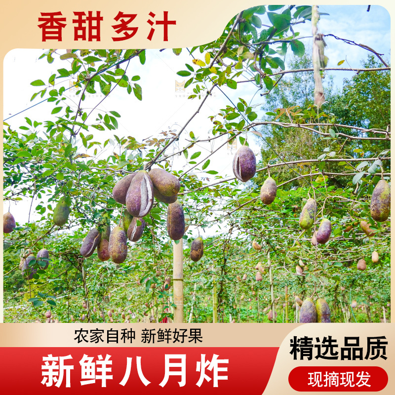 树上的新鲜八月瓜