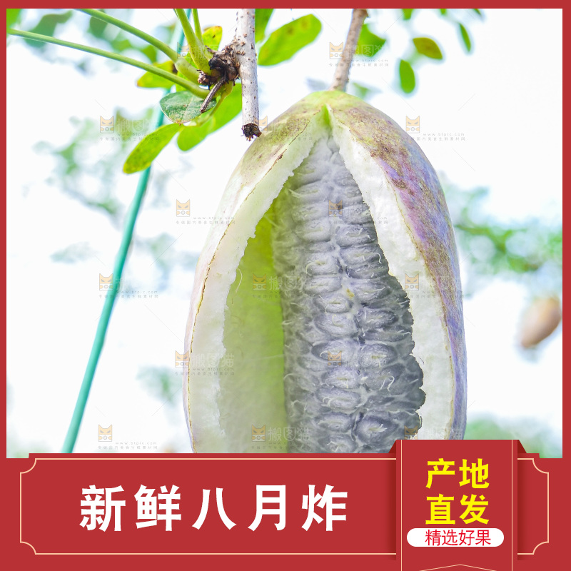 树上的新鲜八月瓜