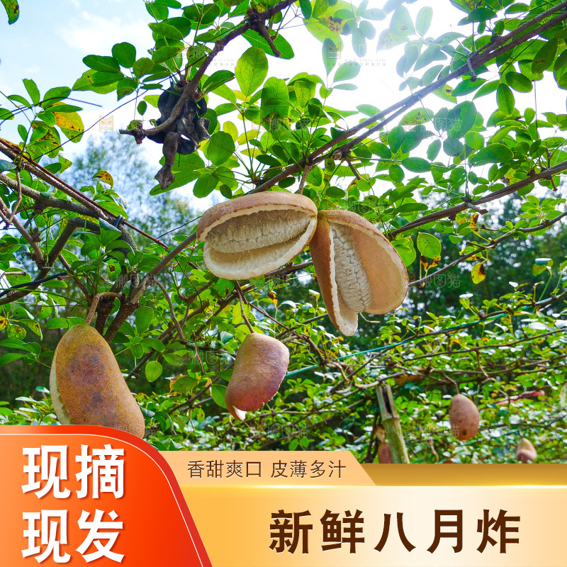 树上的新鲜八月瓜