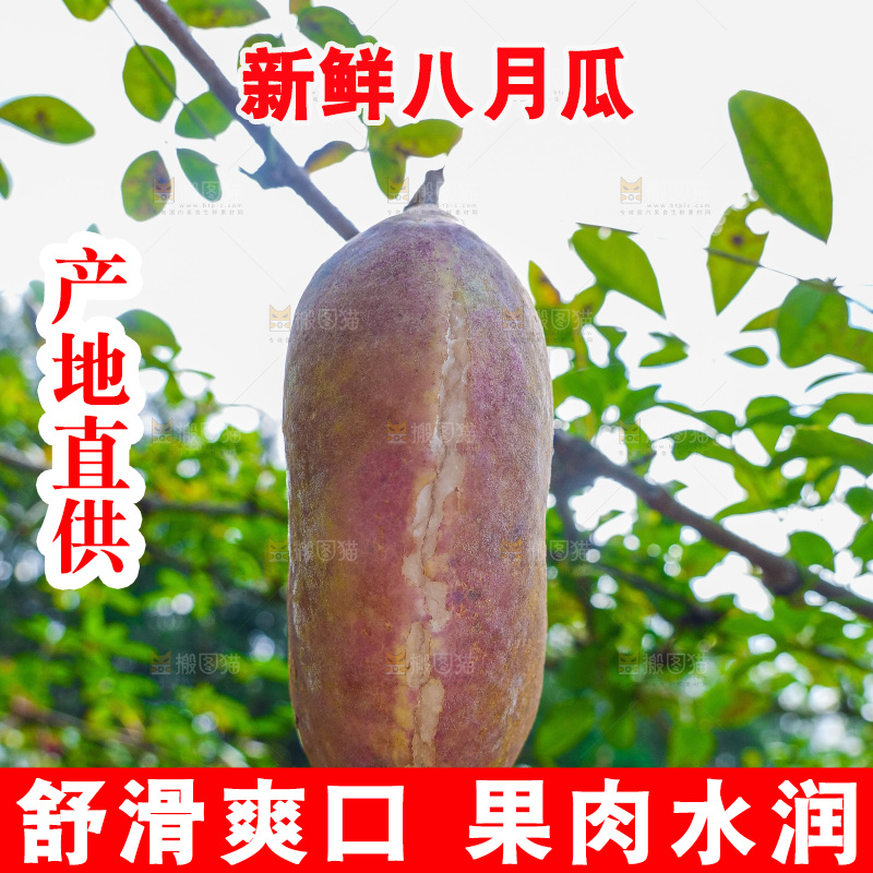 树上的新鲜八月瓜