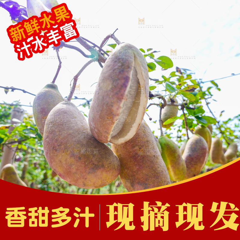 树上的新鲜八月瓜