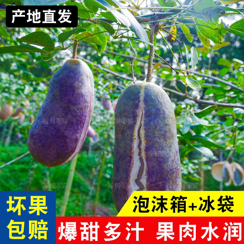 树上的新鲜八月瓜