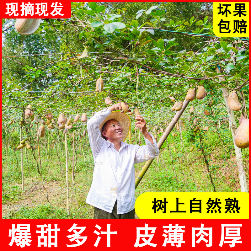 手里拿着现摘八月炸