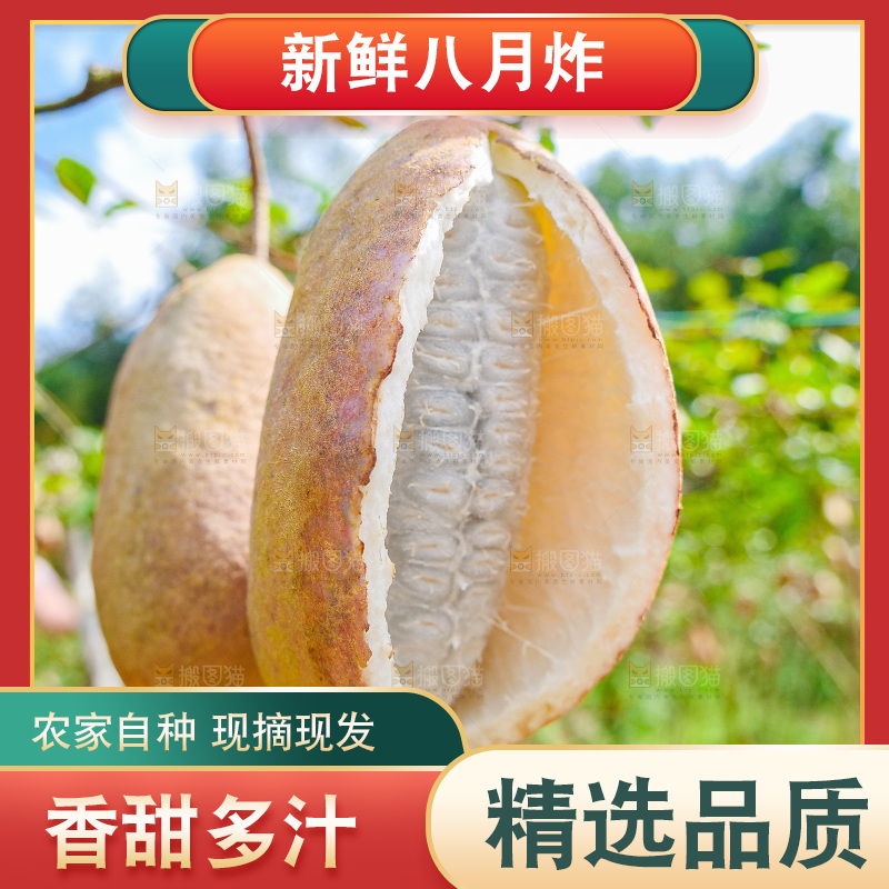 树上的新鲜八月瓜