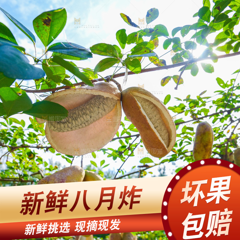 树上的新鲜八月瓜