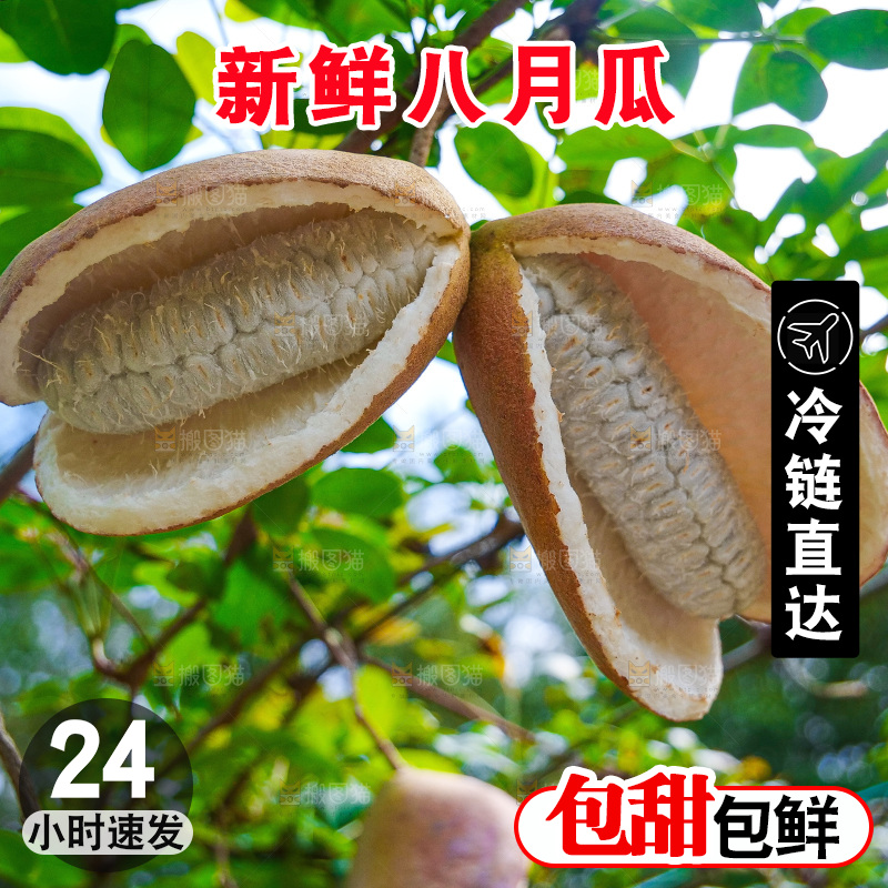 树上的新鲜八月瓜