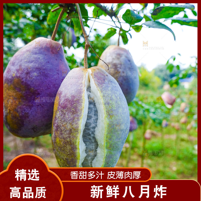 树上的新鲜八月瓜