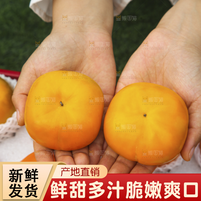 手里拿着新鲜脆柿