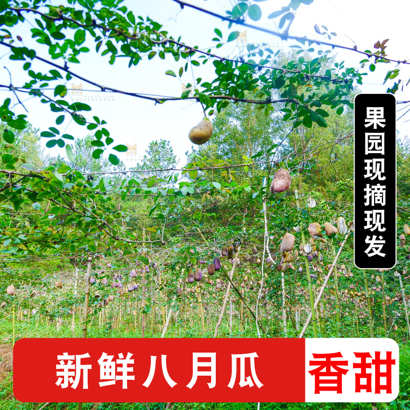 树上的新鲜八月瓜