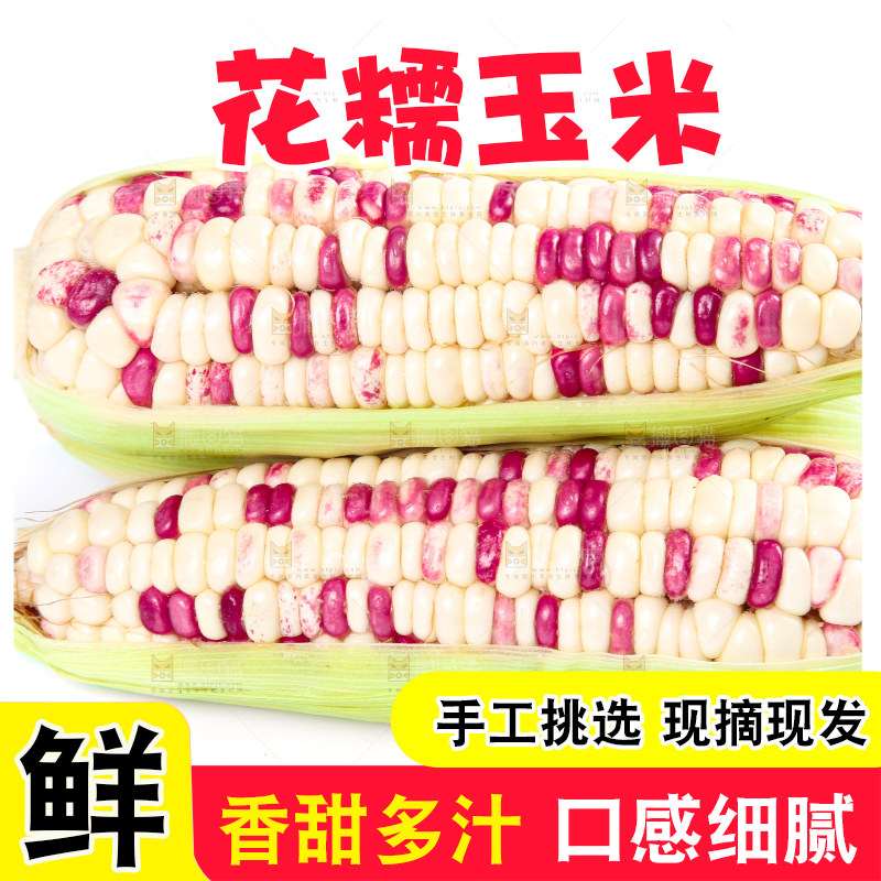 白底上的花糯玉米