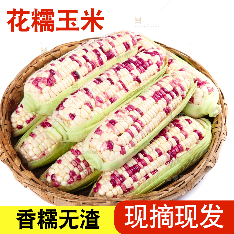白底上的花糯玉米