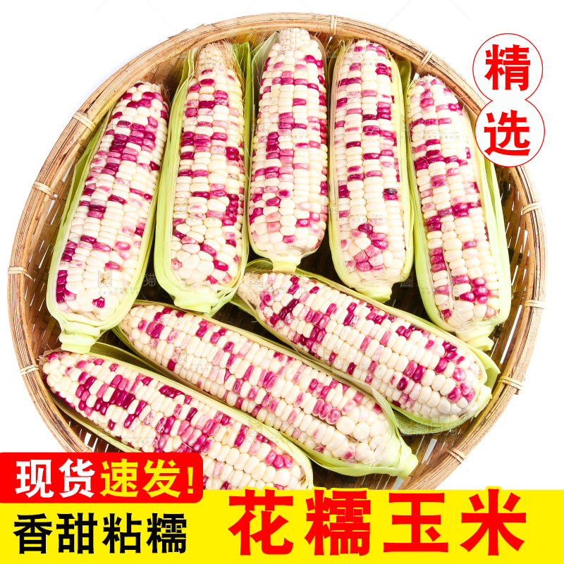 白底上的花糯玉米