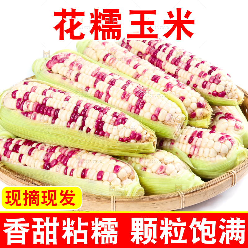 白底上的花糯玉米