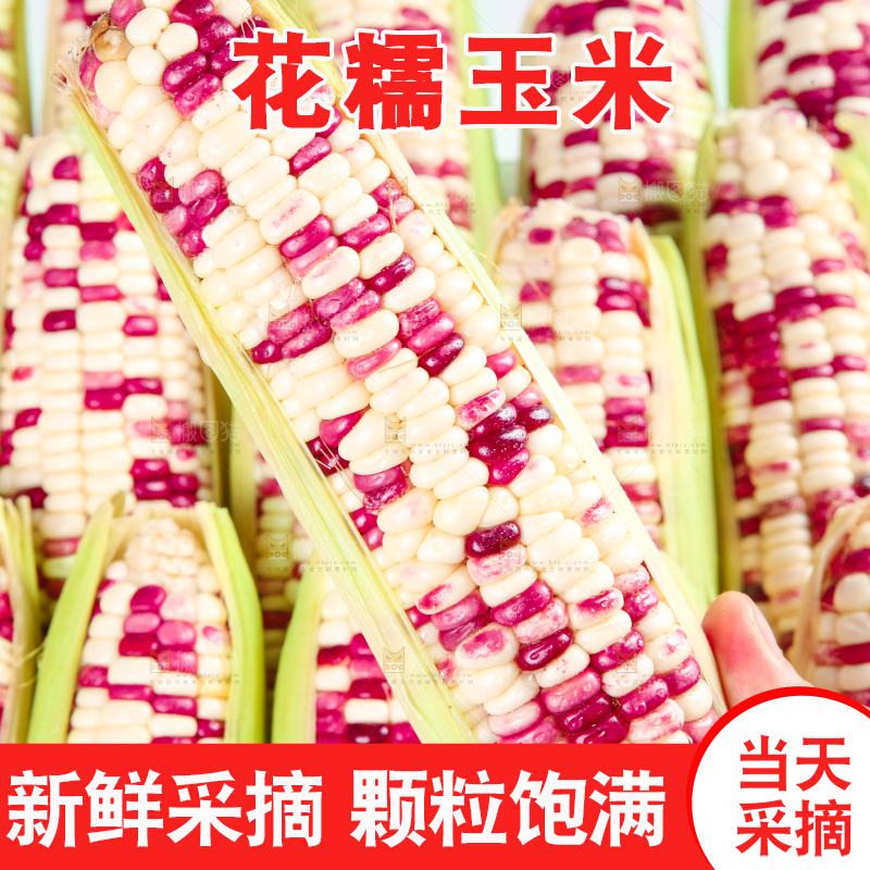 白底上的花糯玉米