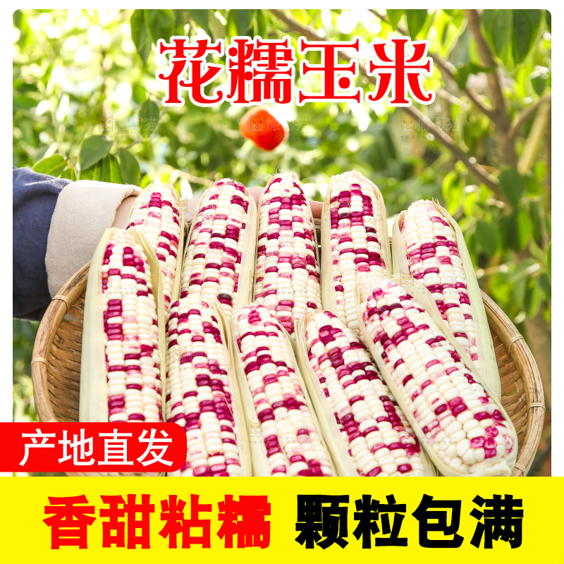 手里拿着花糯玉米