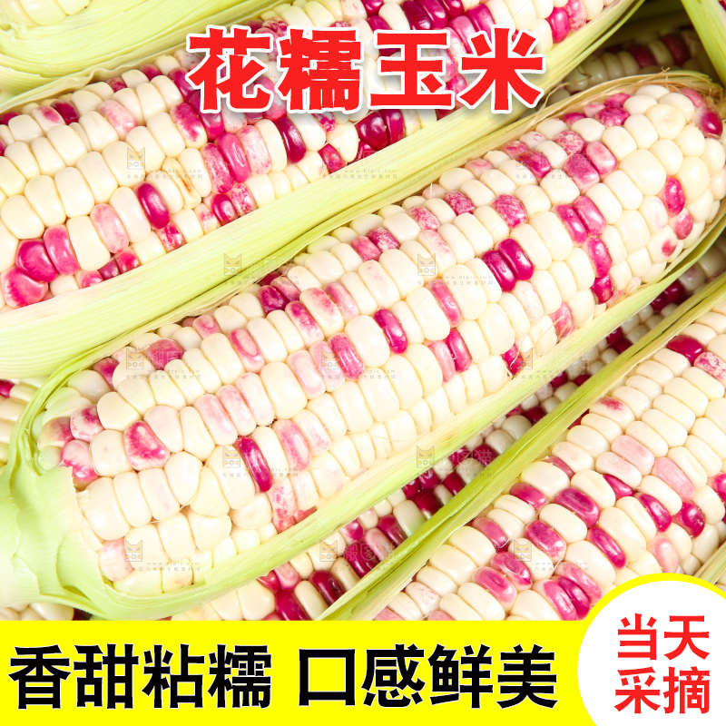 白底上的花糯玉米