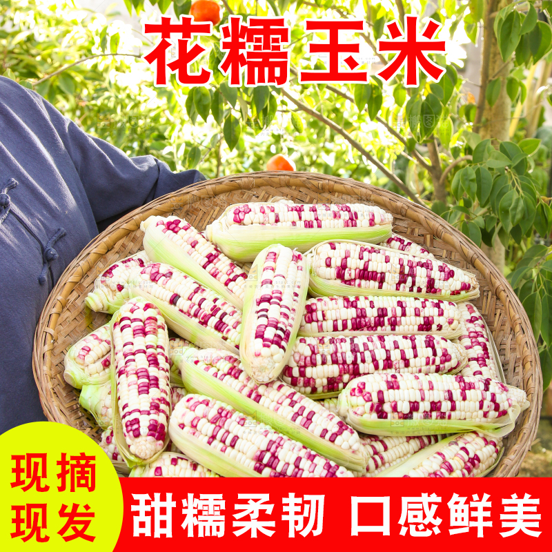 手里拿着花糯玉米