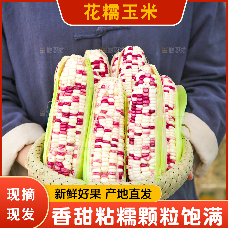 手里拿着花糯玉米