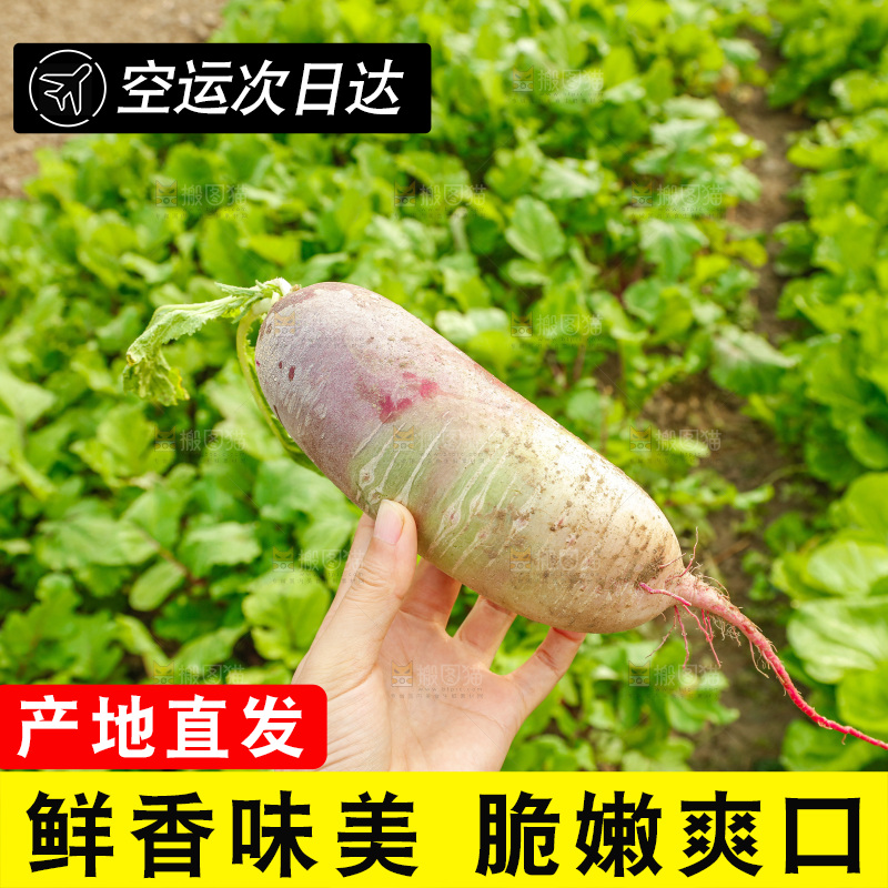 手里拿着冰淇淋萝卜