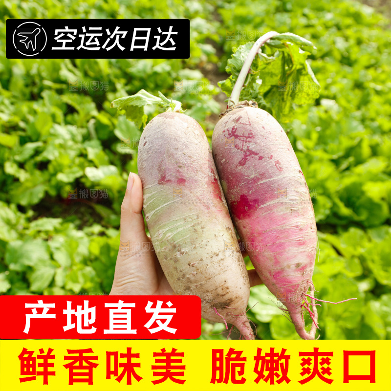 手里拿着冰淇淋萝卜