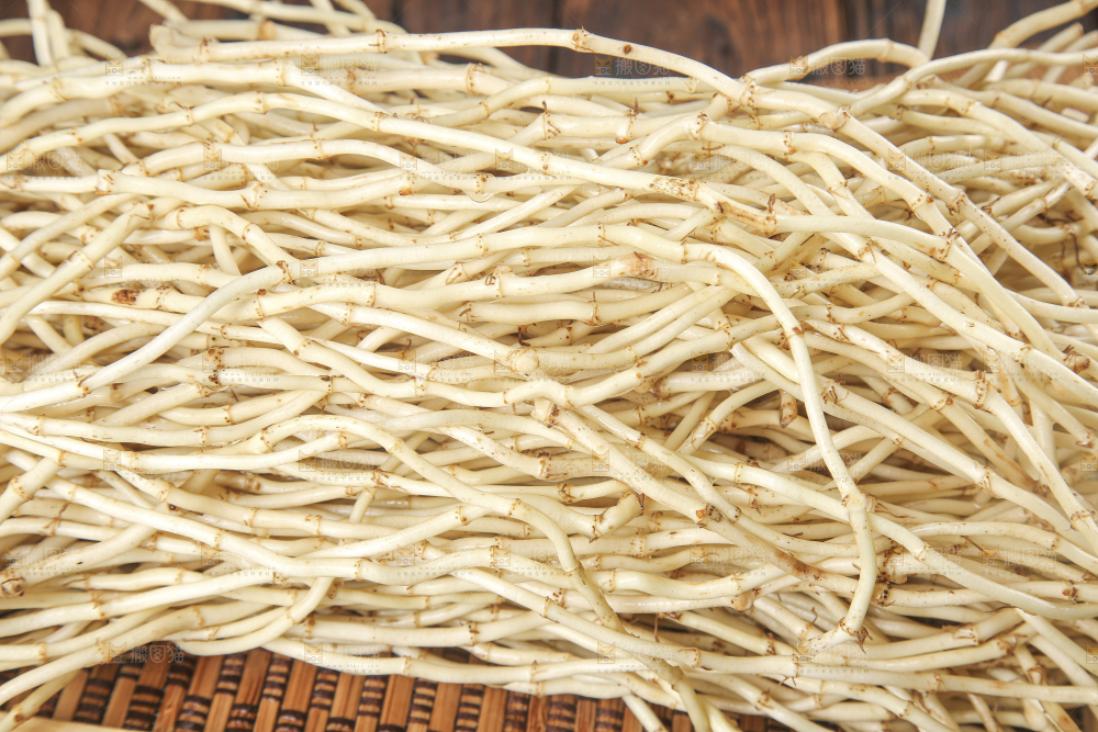 木底上的折耳根