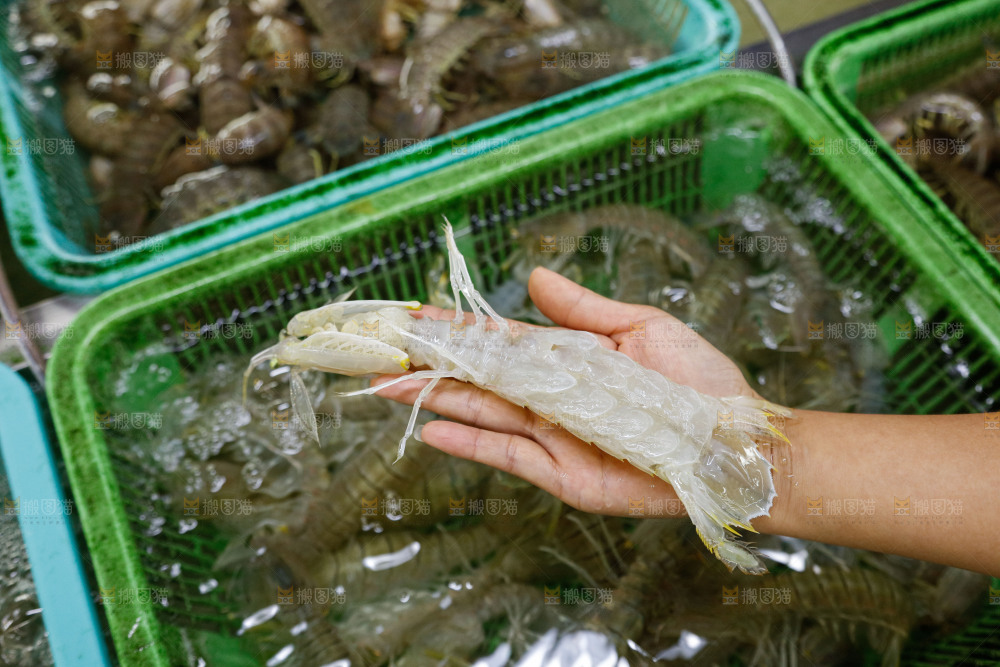 皮皮虾水产