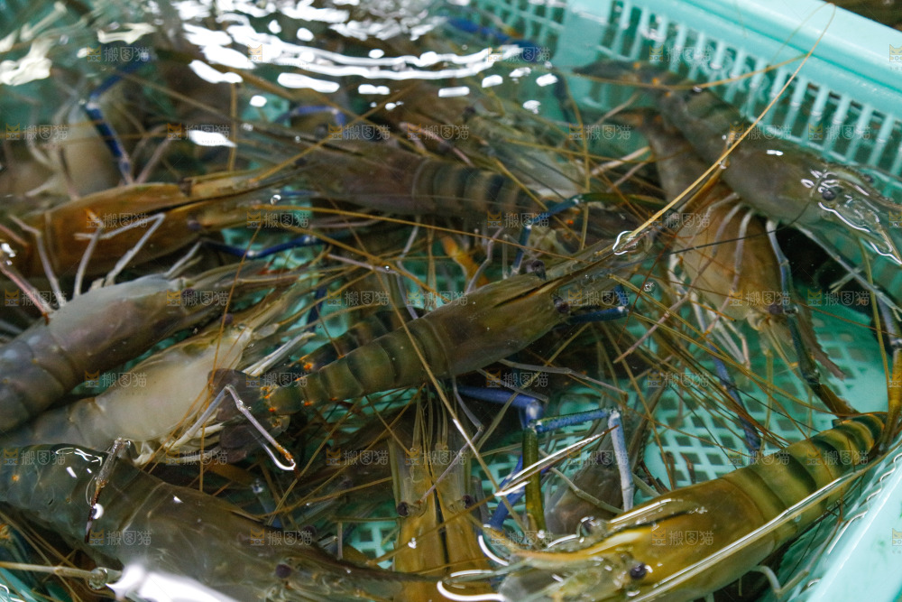 海鲜市场罗氏虾