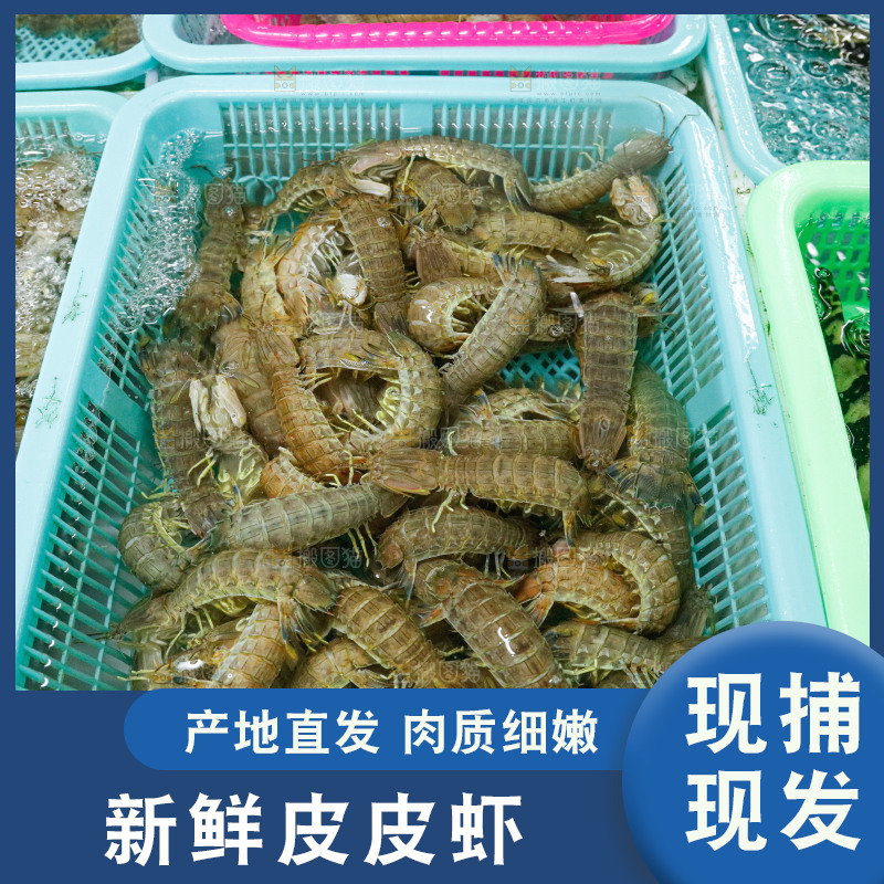 皮皮虾海鲜 海产品