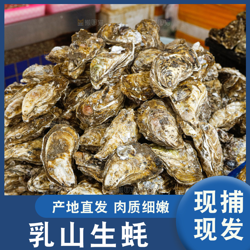 海鲜市场鲜活生蚝